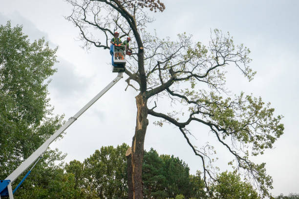 Reliable Rancho Murieta, CA  Tree Services Solutions